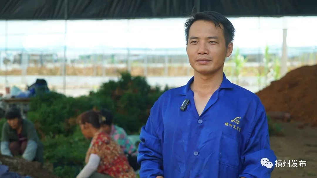 横州市:茉莉花盆栽热销全国香飘万里