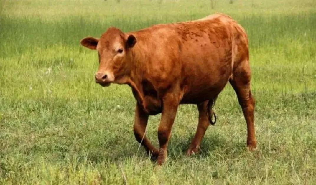 回族不吃猪肉,满族不吃狗肉,古代汉族也有不吃的肉