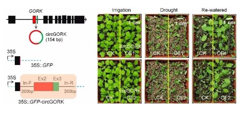 马铃薯种植与加工进展论文,马铃薯生产现状及发展趋势