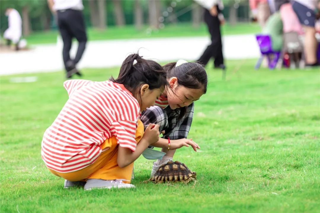 珠海长隆竟然开露营！海边下午茶、篝火音乐会、还能撸火烈鸟