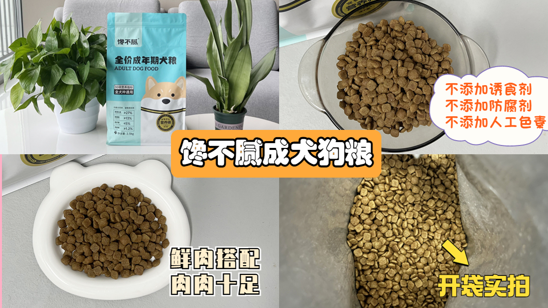 养柯基幼犬新手要注意什么,金毛和柯基哪个适合新手养