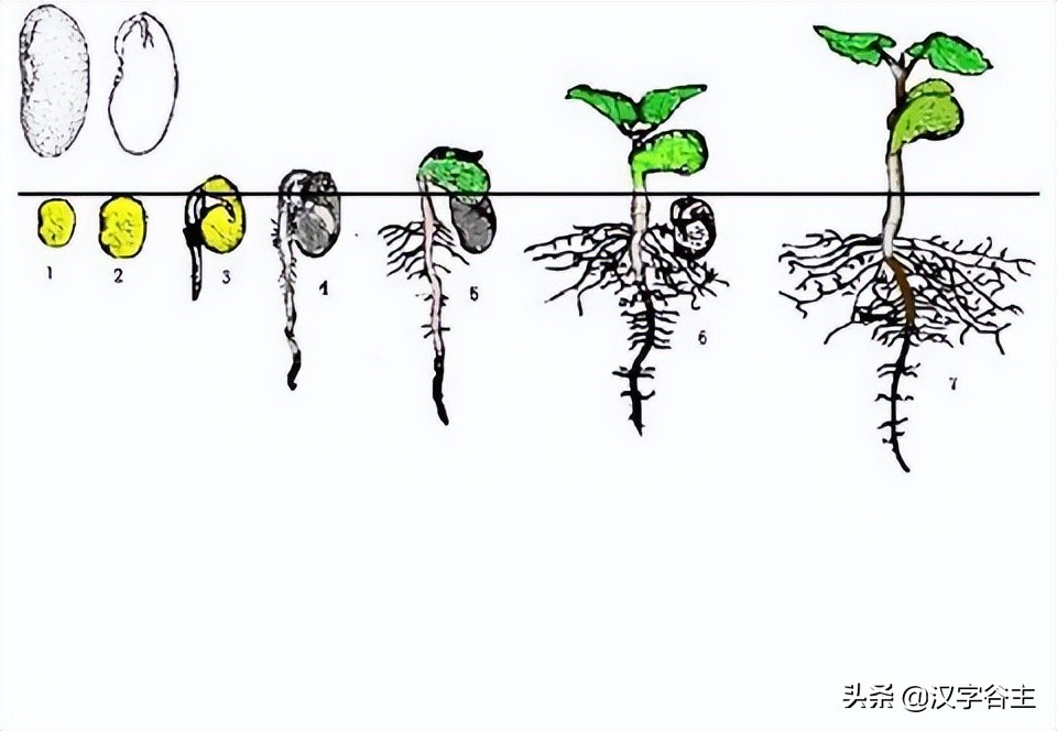 姹夊瓧妞嶇墿,鑽夋湪姹夊瓧