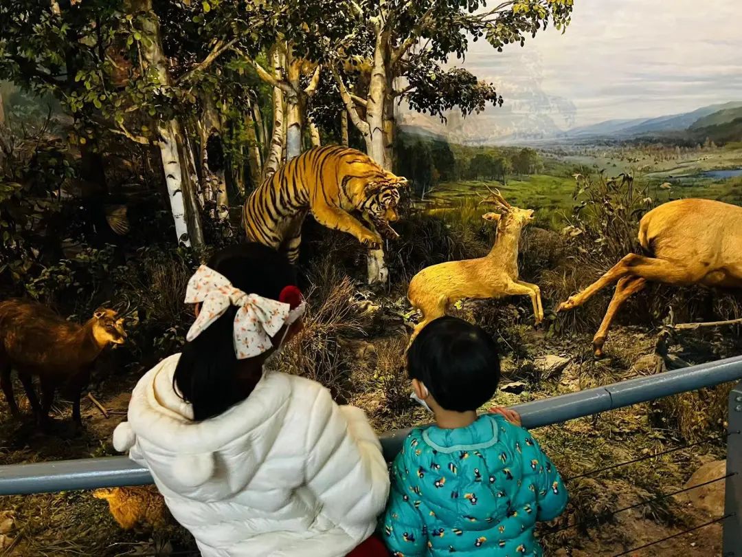 机器虎、标本虎、银幕里的虎…虎年新春,去上海科技馆找老虎吧