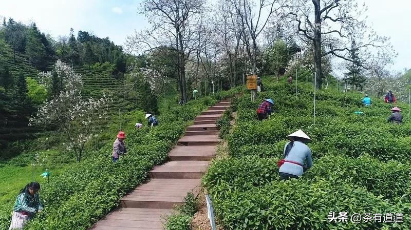滇红茶和正山小种金骏眉哪个好,小种金骏眉大红袍哪种茶好
