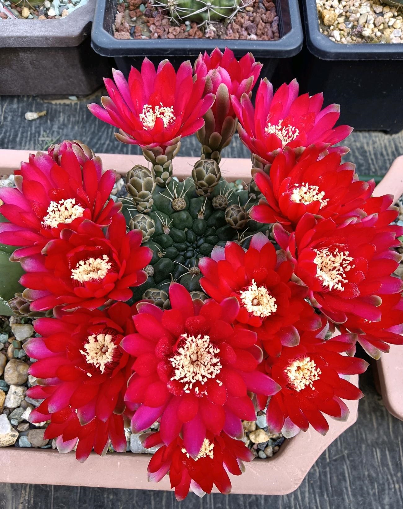 9种很会开花的仙人球，个个颜值高、开花勤奋，养护也简单