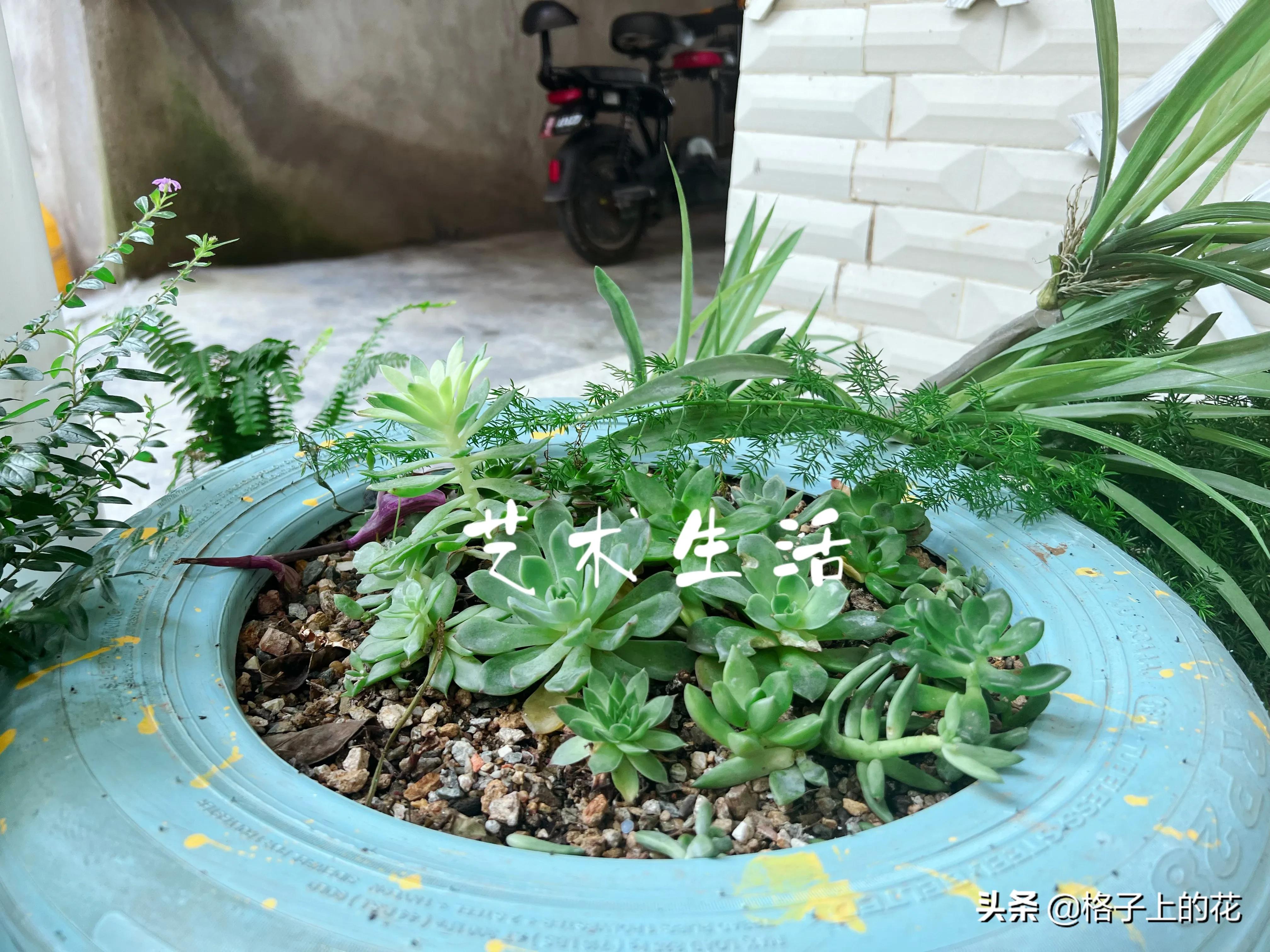 惠州有哪些小渔村好玩,惠州渔村