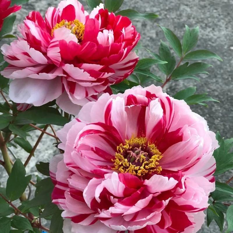 代表富贵吉祥的花草,有寓意的花草名