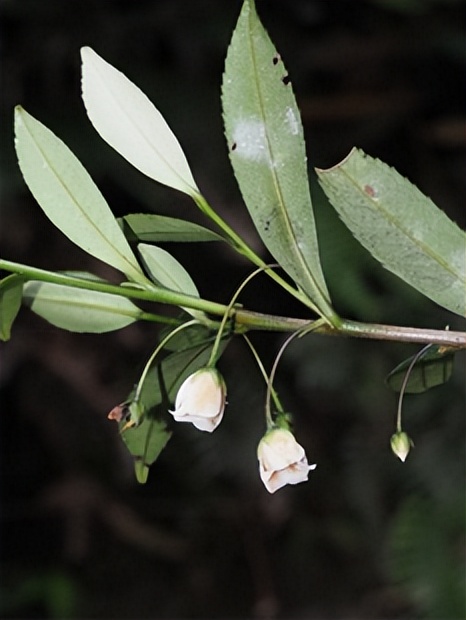 最厉害植物名称大全,5种类型植物名称