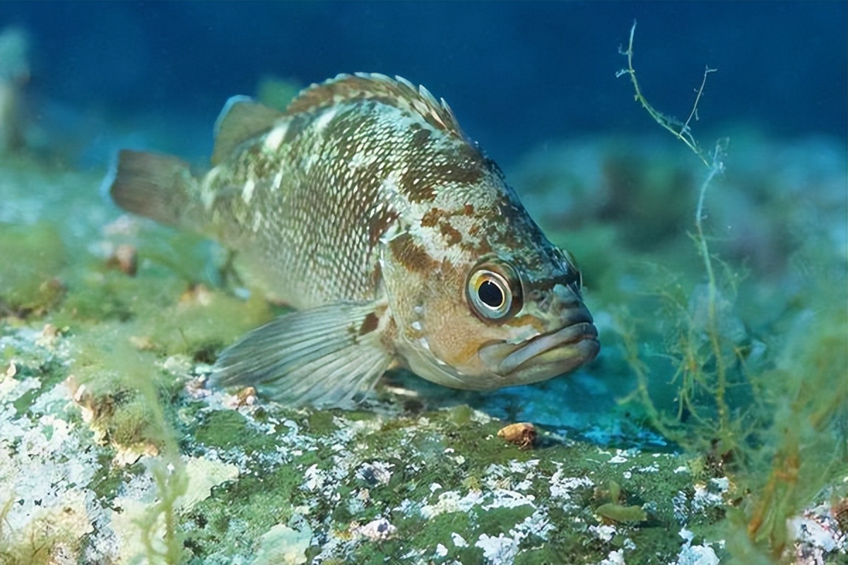 大连渔业发展,大连有多少种鱼类