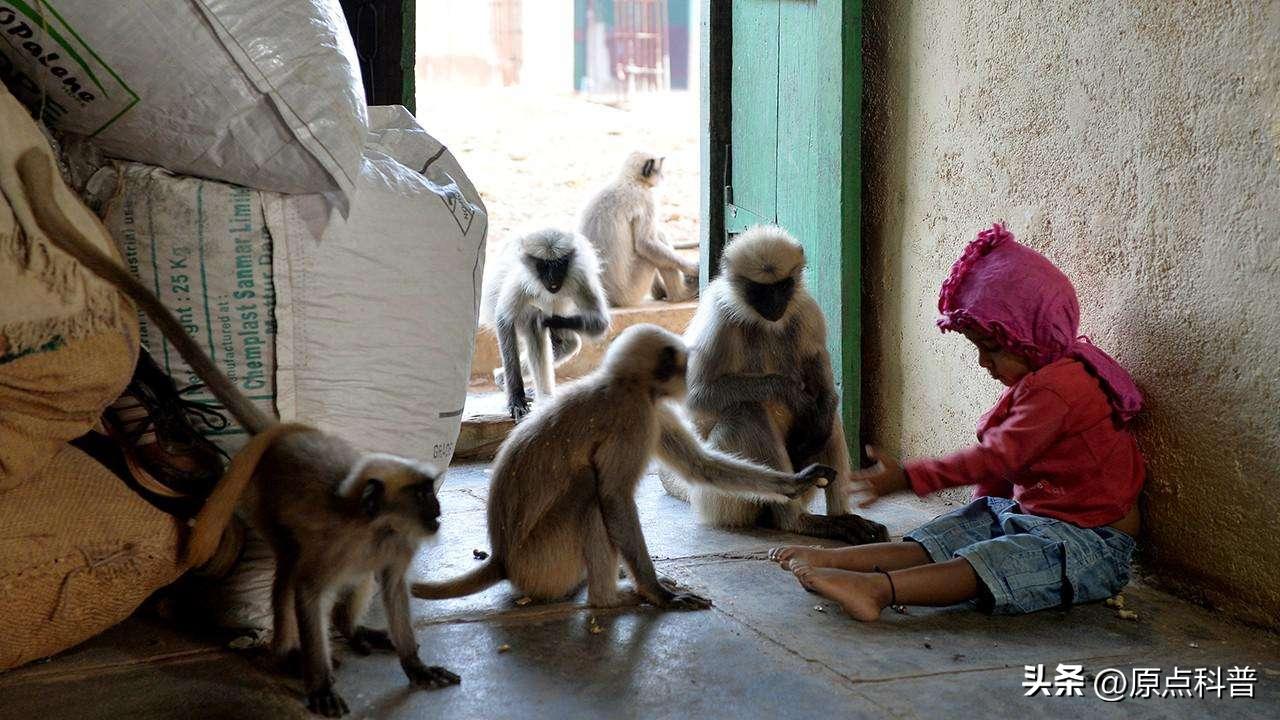 印度泛滥成灾的七大动物，自己不敢吃，想让中国当接盘侠