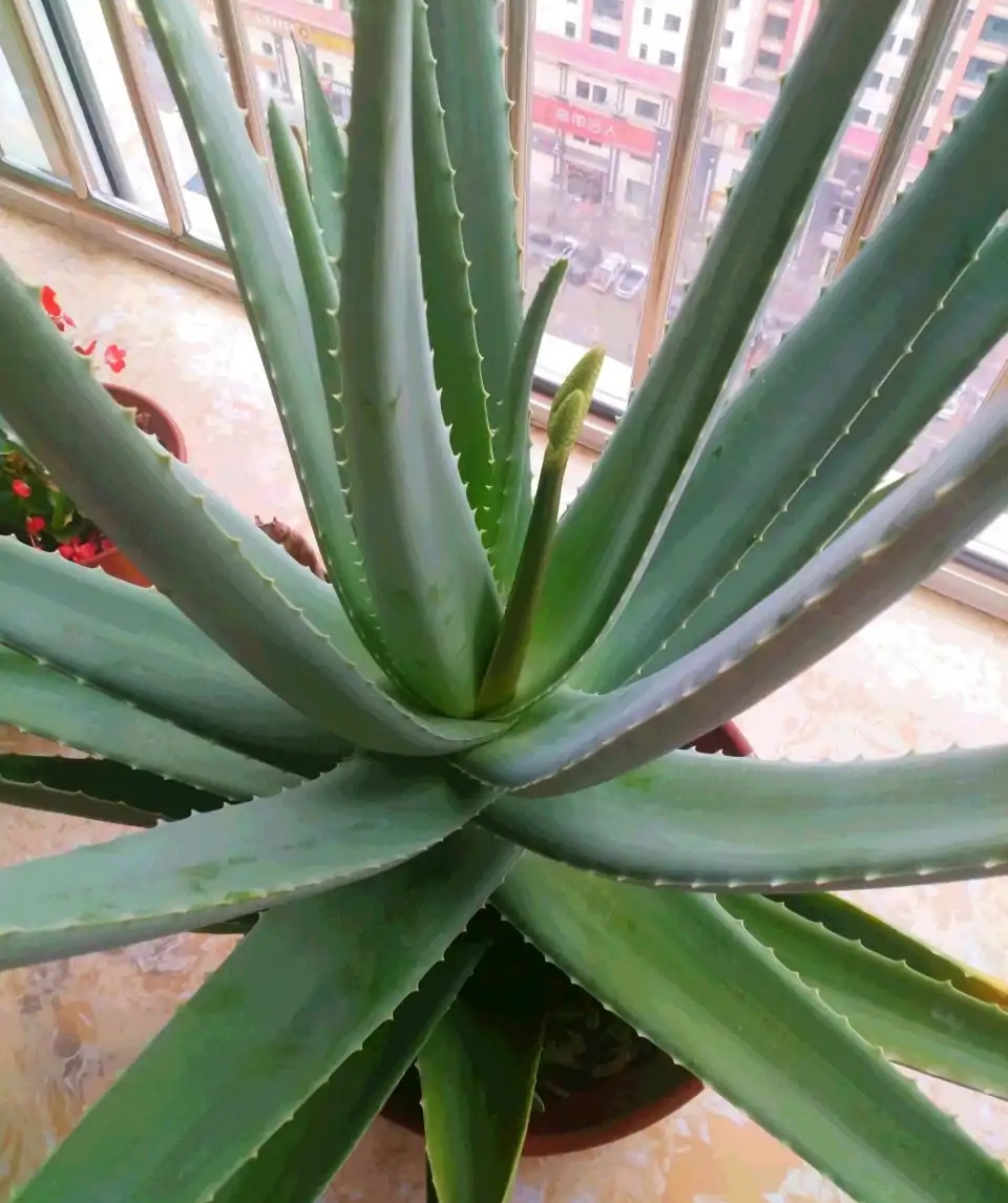 家居必备的几款高颜值中大型绿植,40款超治愈的家居绿植