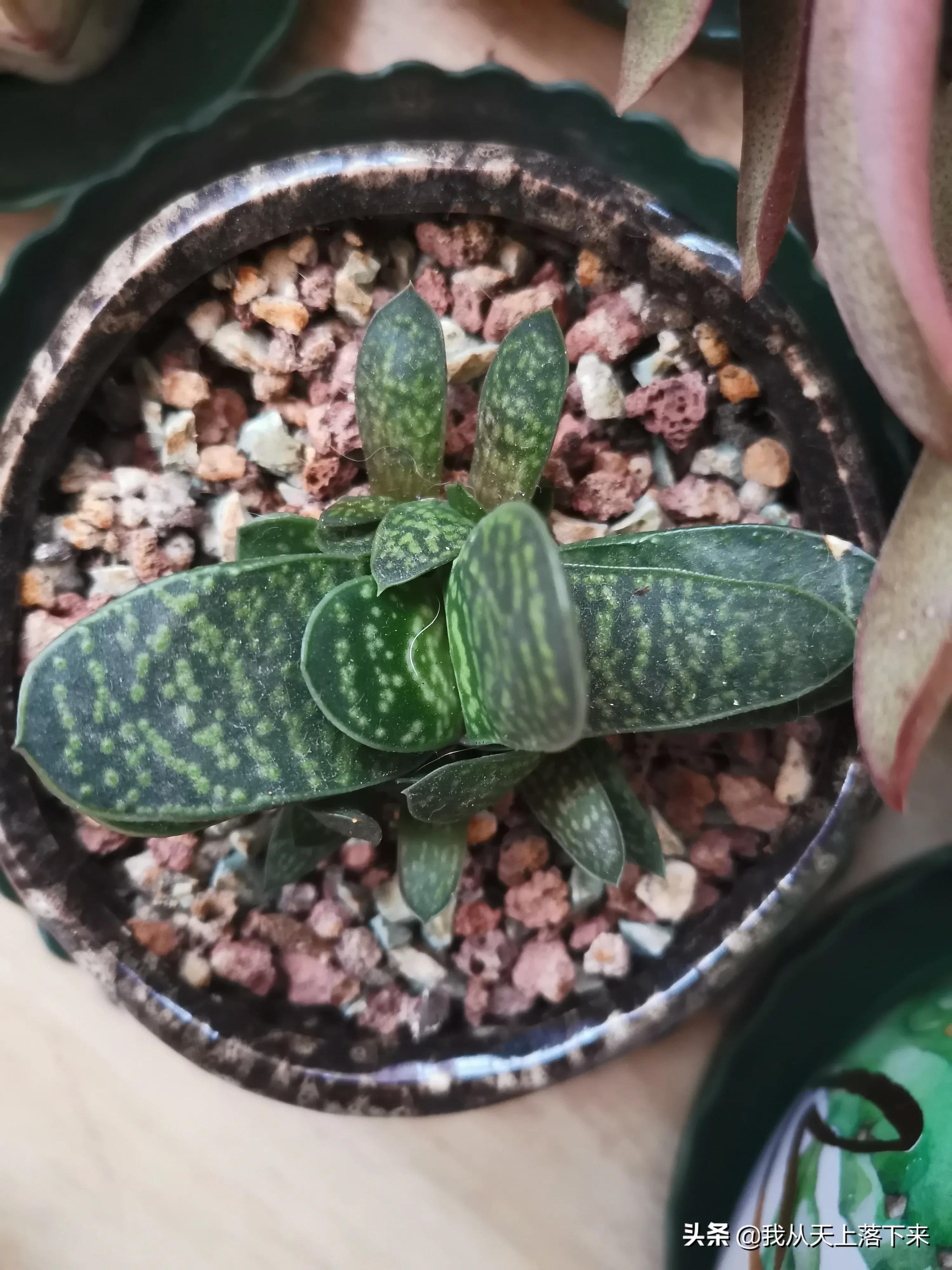 多肉品种及图片大全欣赏,多肉品种辨别图片大全欣赏