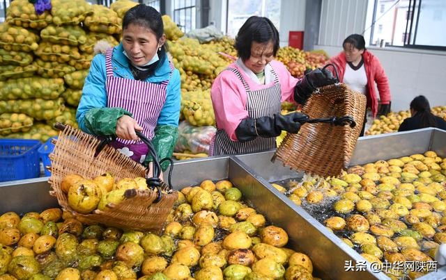 一百多年的木瓜树用什么喂养更好,木瓜栽培史