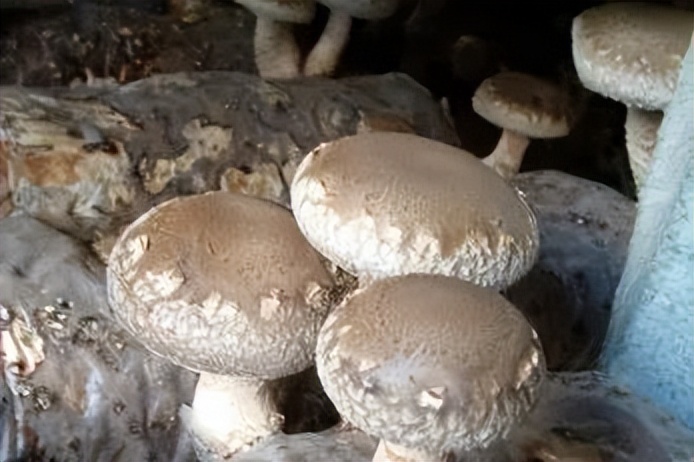 【重庆农特产品】城口香菇