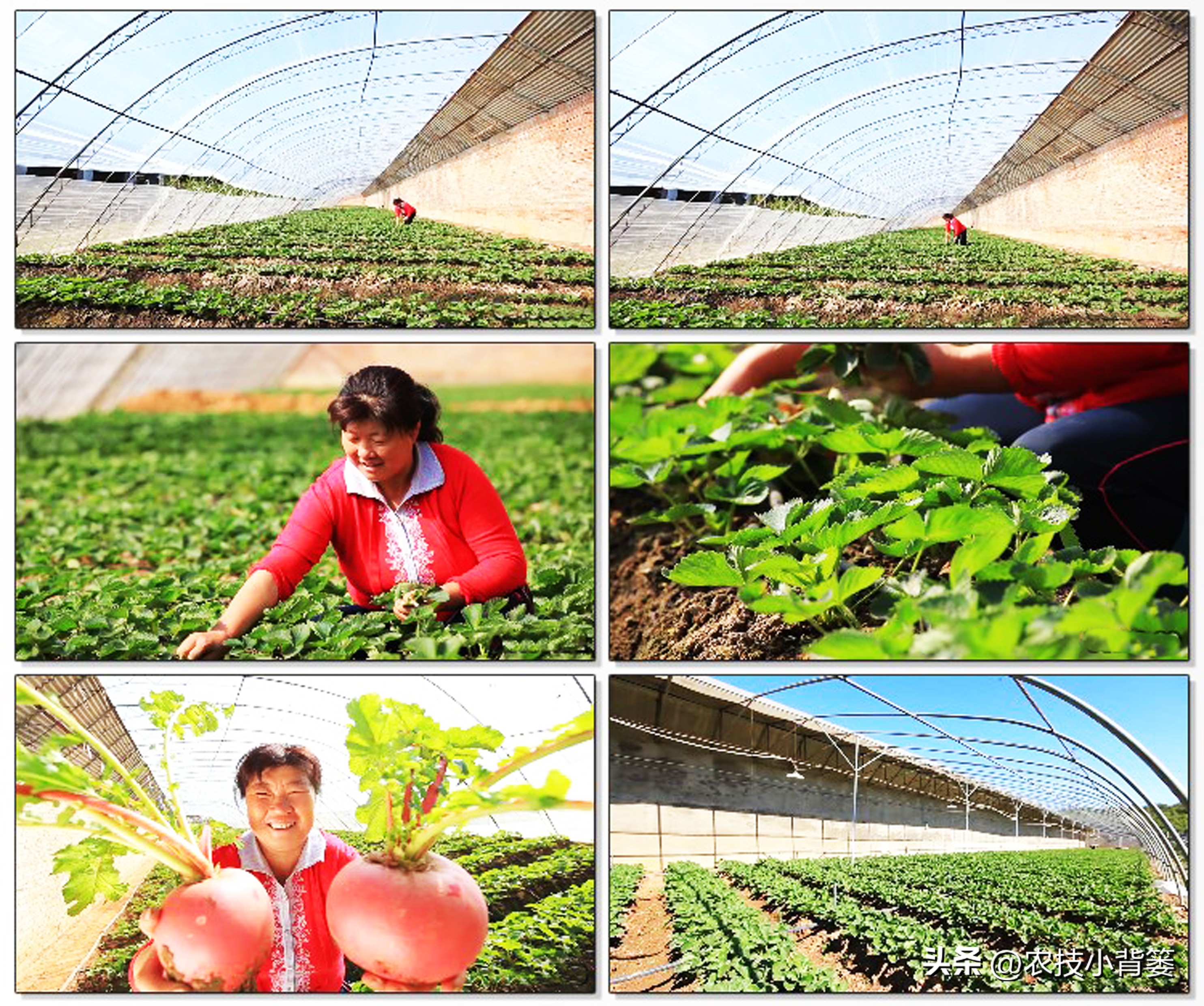 死苗烂根用什么菌肥,大葱重茬烂根防治办法最新