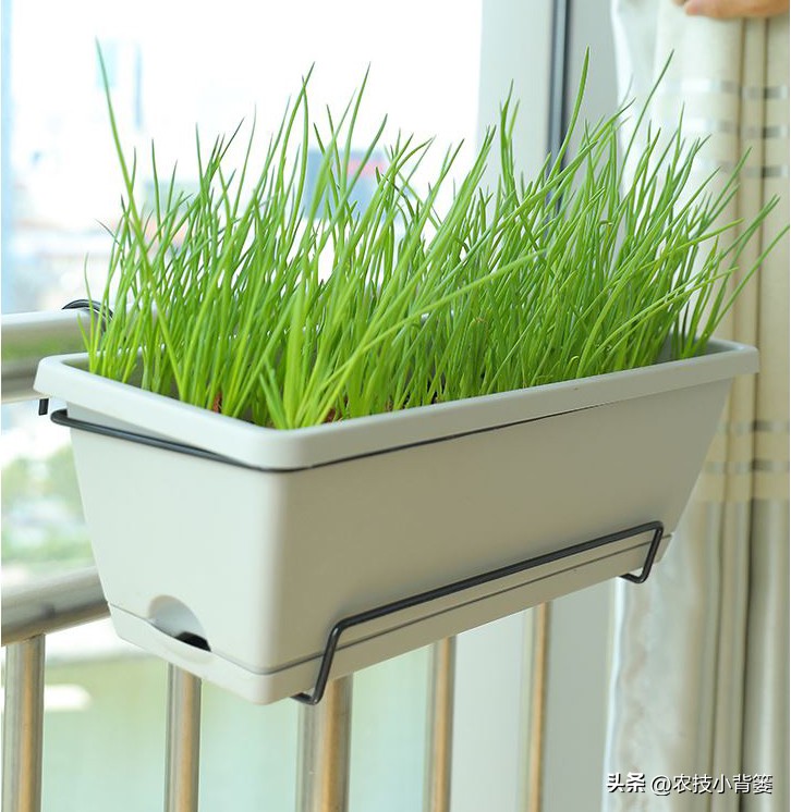 小香葱种植时间和方法视频,小香葱的种植方法和时间