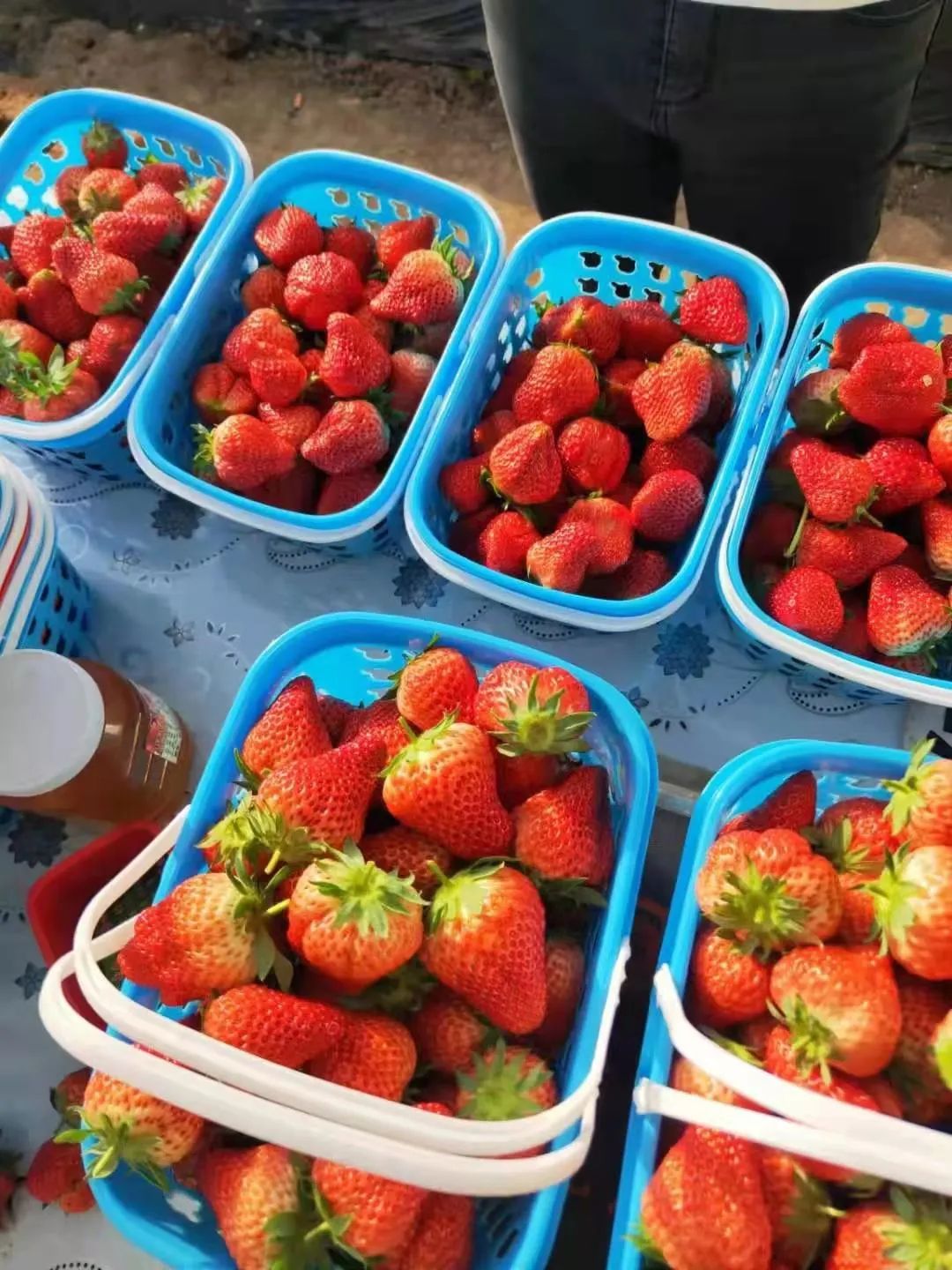 松原查干湖旅游三日,松原查干湖五一旅游团