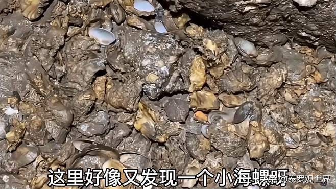 一天挖2000斤海肠？狂赚十几万？无视劝阻赶海，有人因此死亡
