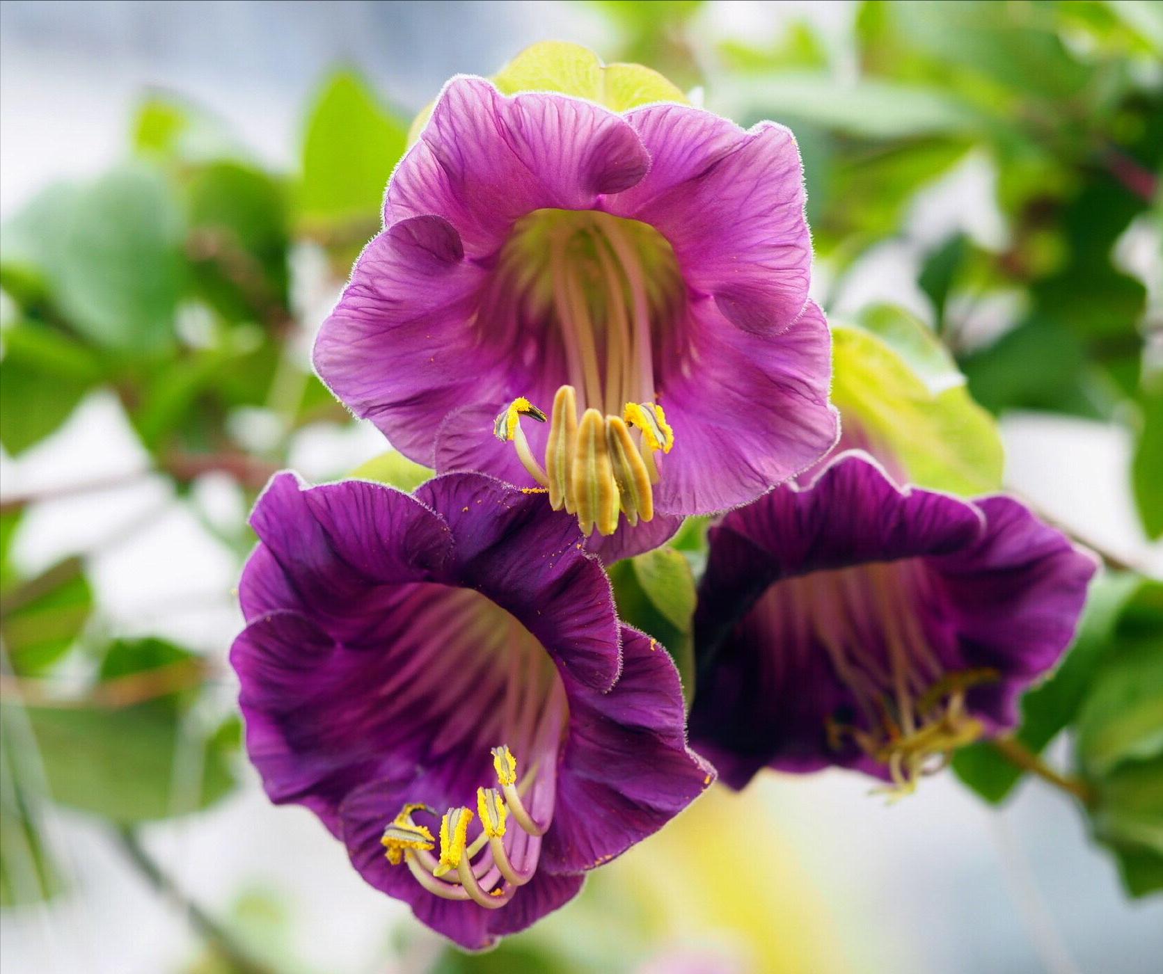 五片花瓣的小花，虽平淡无奇，但却惊艳了双眸！