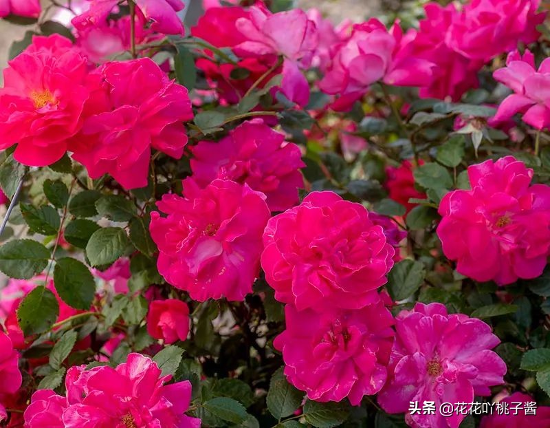 2019月季新品种金奖,超新品月季有哪些品种