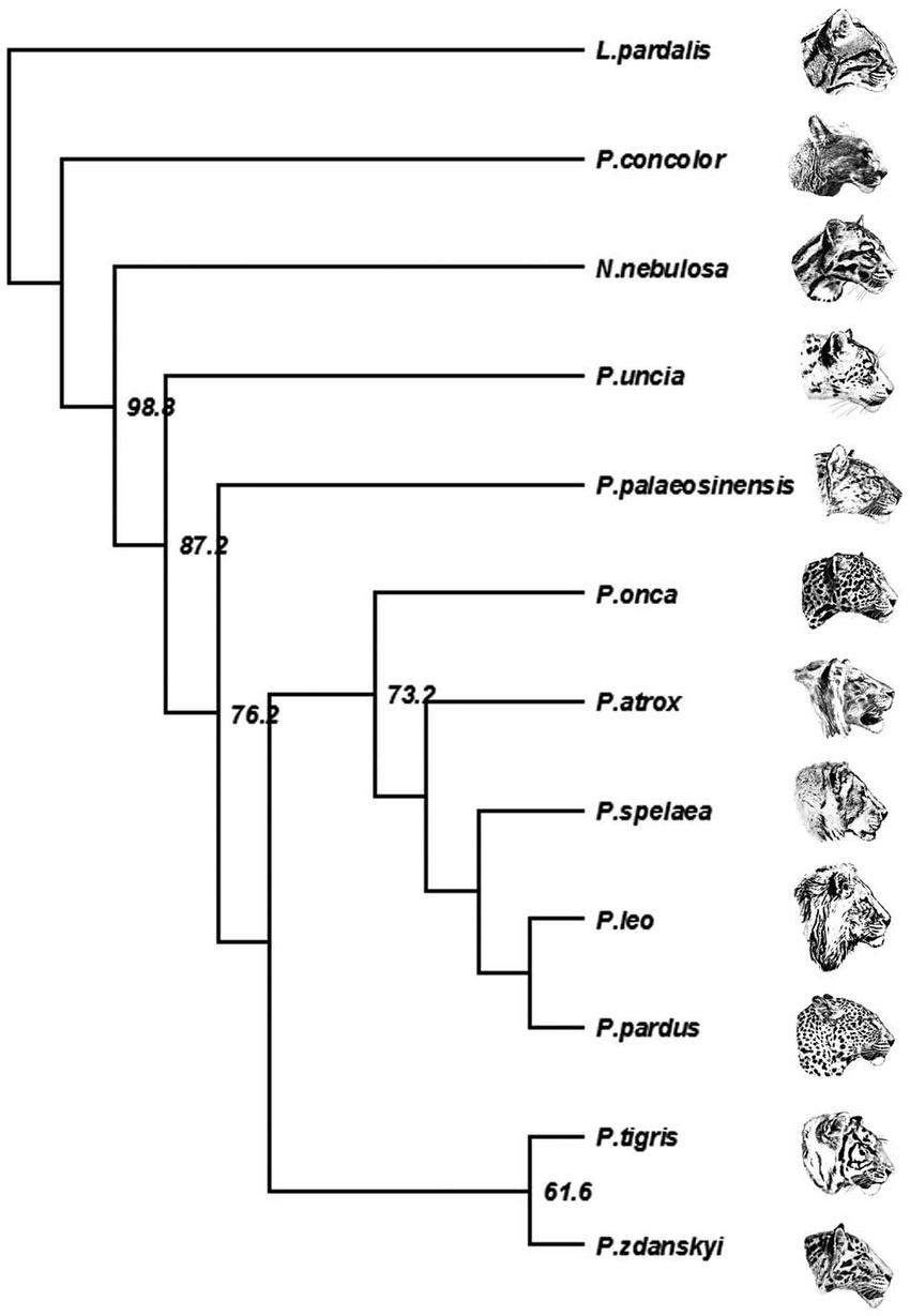 虎年的虎：我从哪里来，要到哪里去？