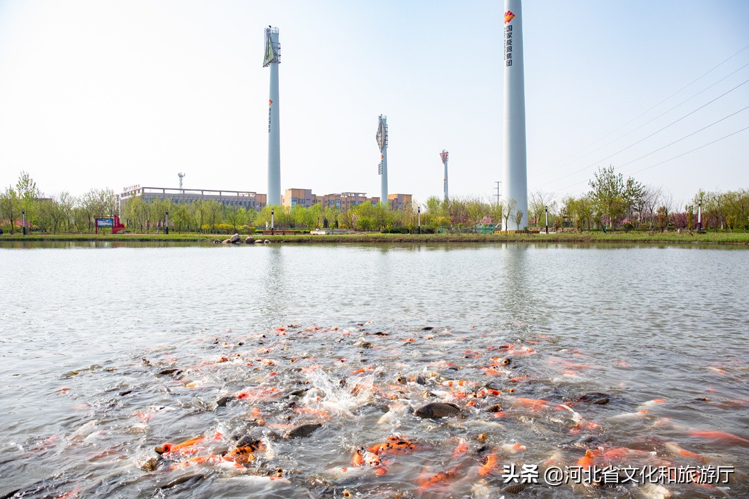 微游河北（123）｜黄骅港：“煤港”之美