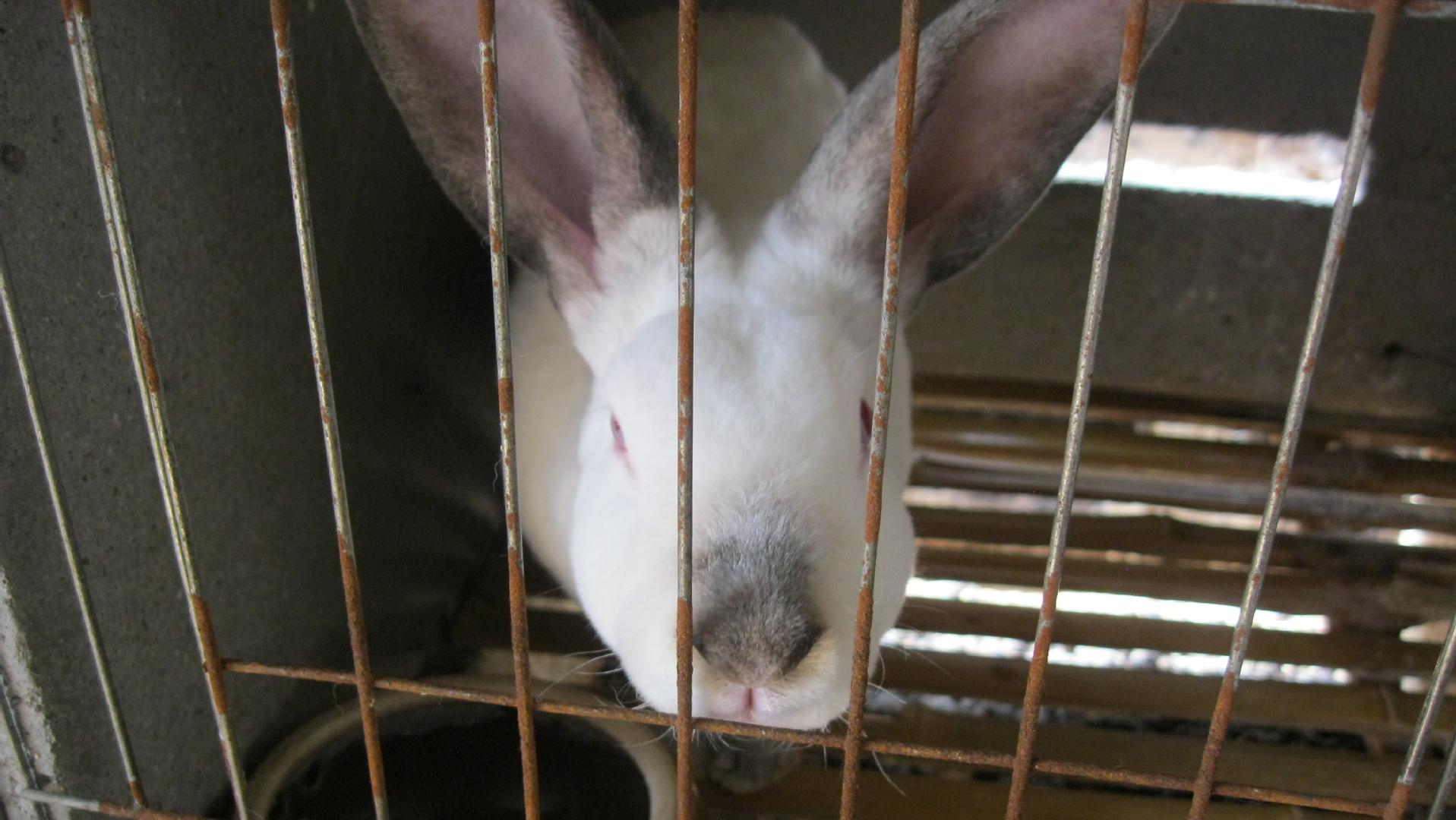 养兔技术与兔疾病防治的关系,养兔生病的症状