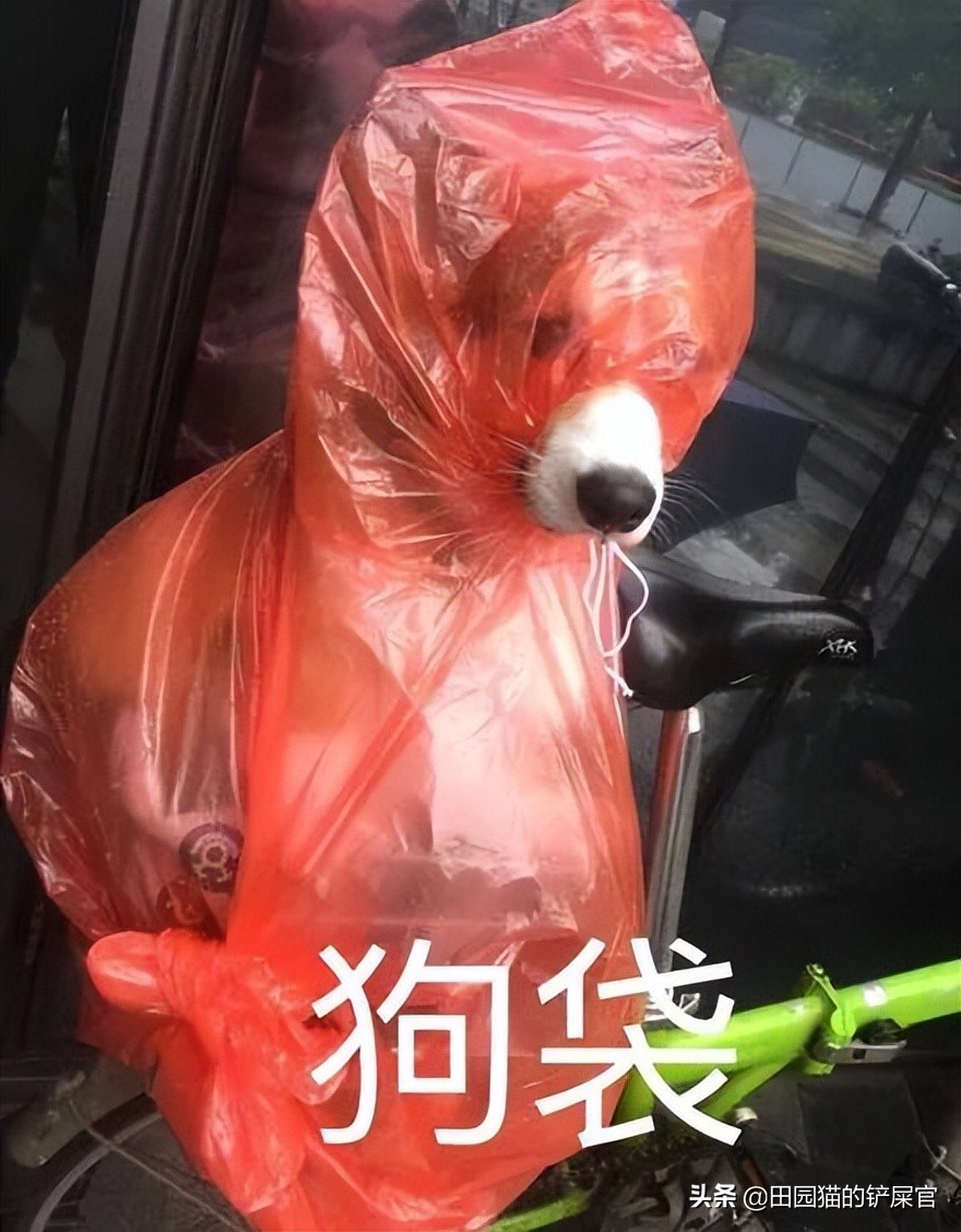 养猫比养狗好的地方是不需要拴绳,养猫不封窗下一句