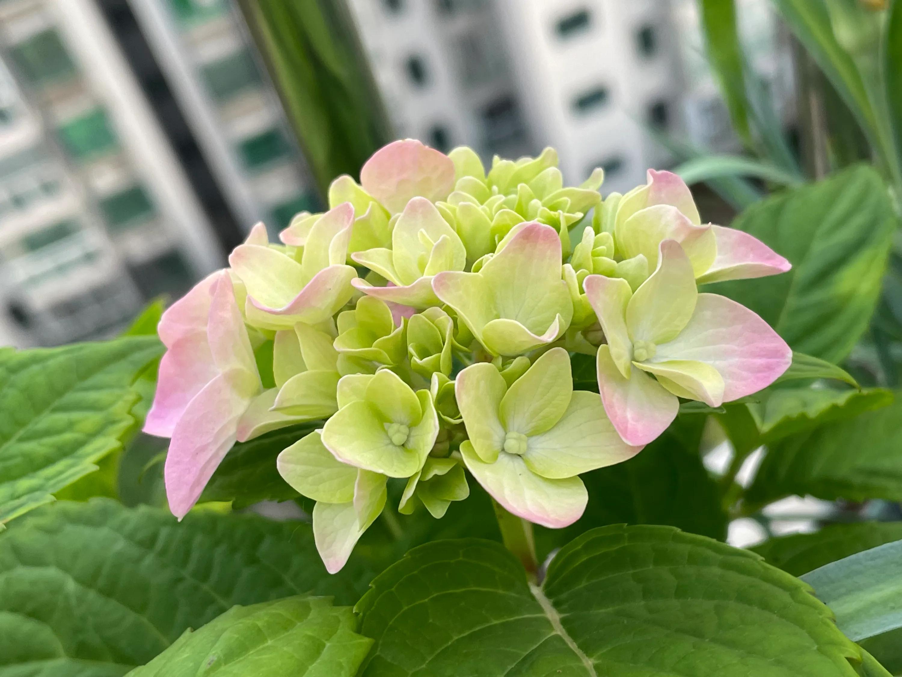 一双丝袜引发惨案,一只袜子引发的惨案