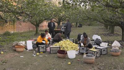 农村种梨销售,农村种梨怎么赚钱