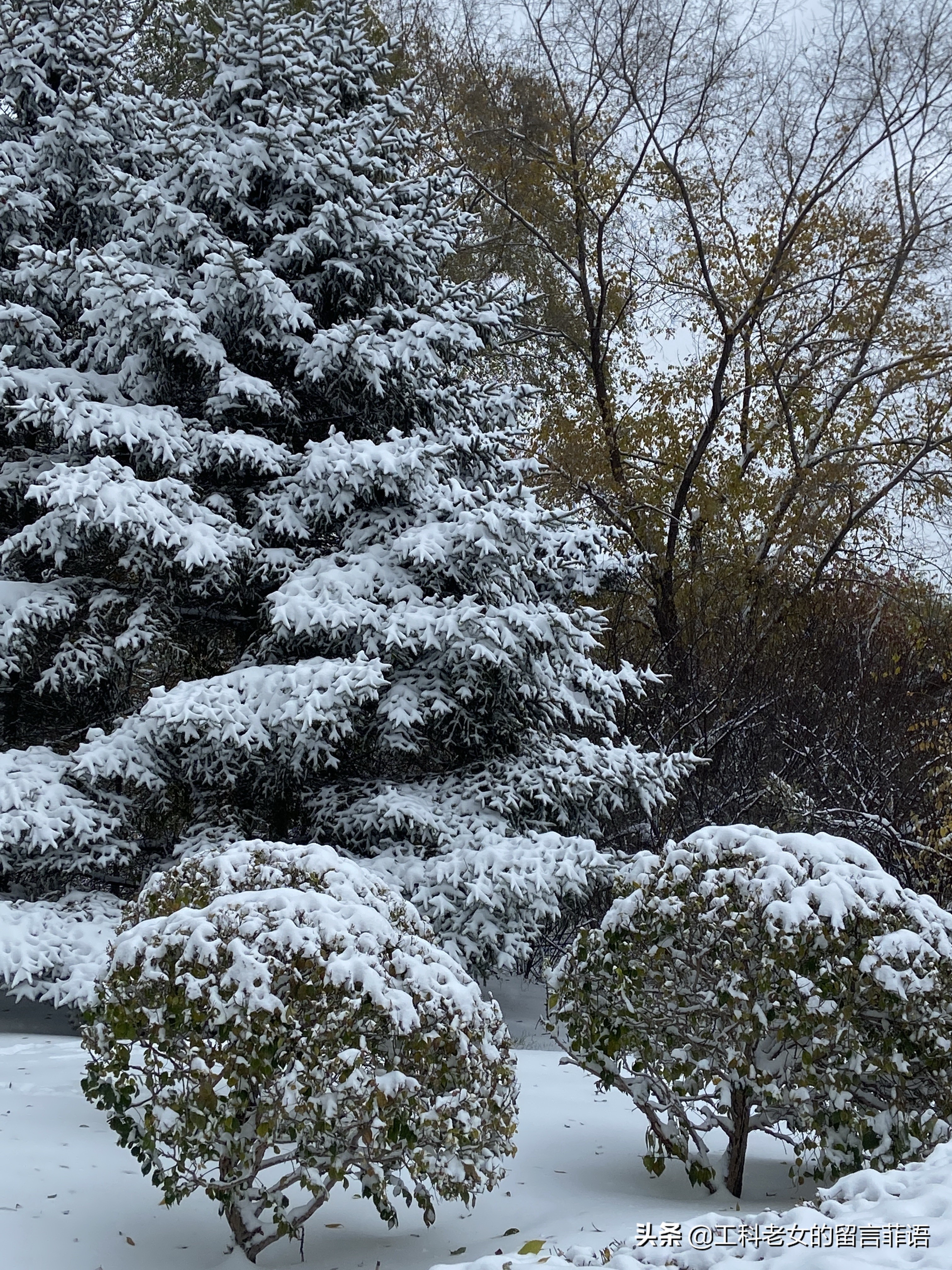 沈阳大雪压塌停车场,沈阳大雪堆雪人