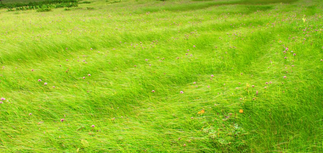 用AI绘图给黑龙江夏季避暑旅游，做几件“事件营销”