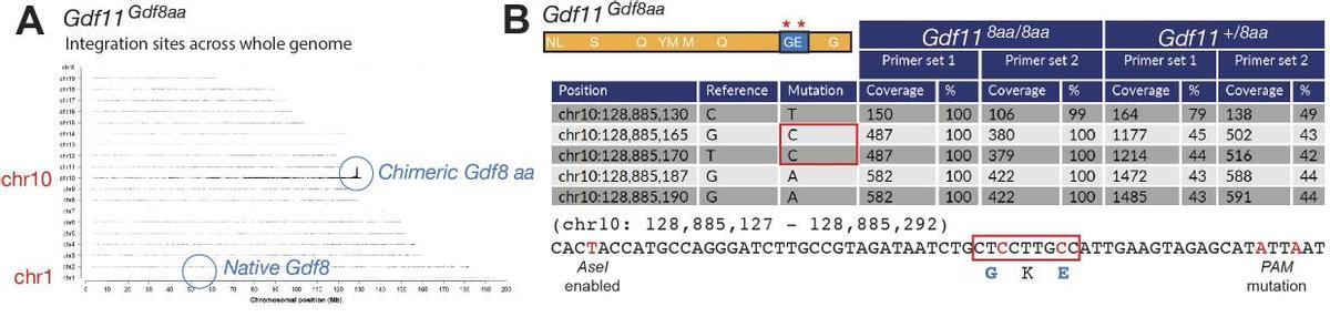 探究GDF11和GDF8氨基酸替代对骨骼发育相关信号通路的实用性研究