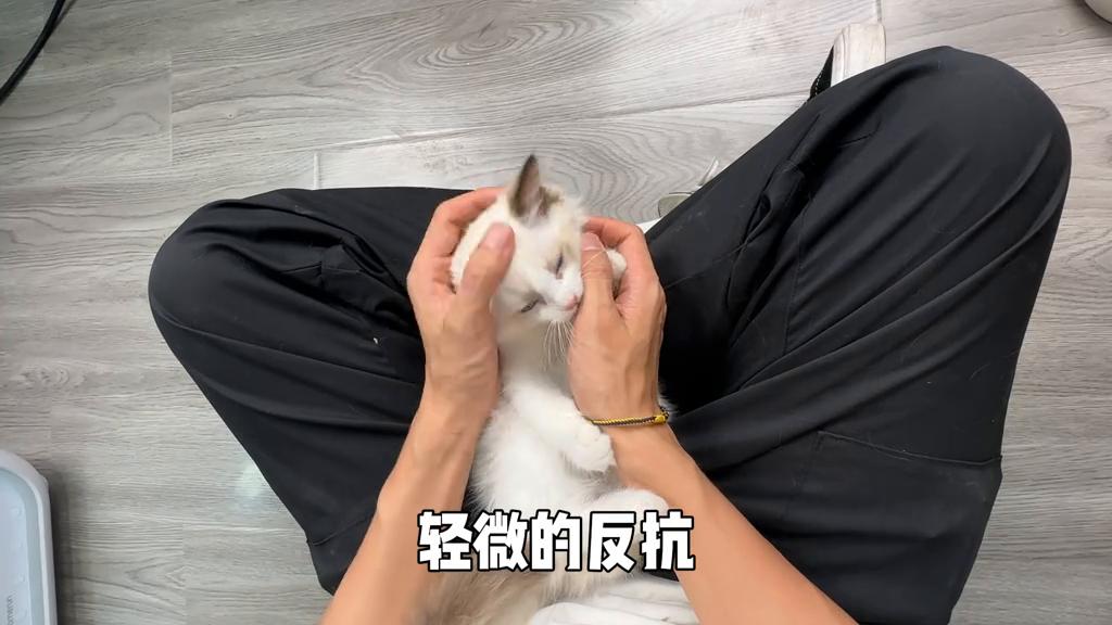 猫咪不让摸，那肯定是抚摸脱敏训练没做好#猫咪社会化