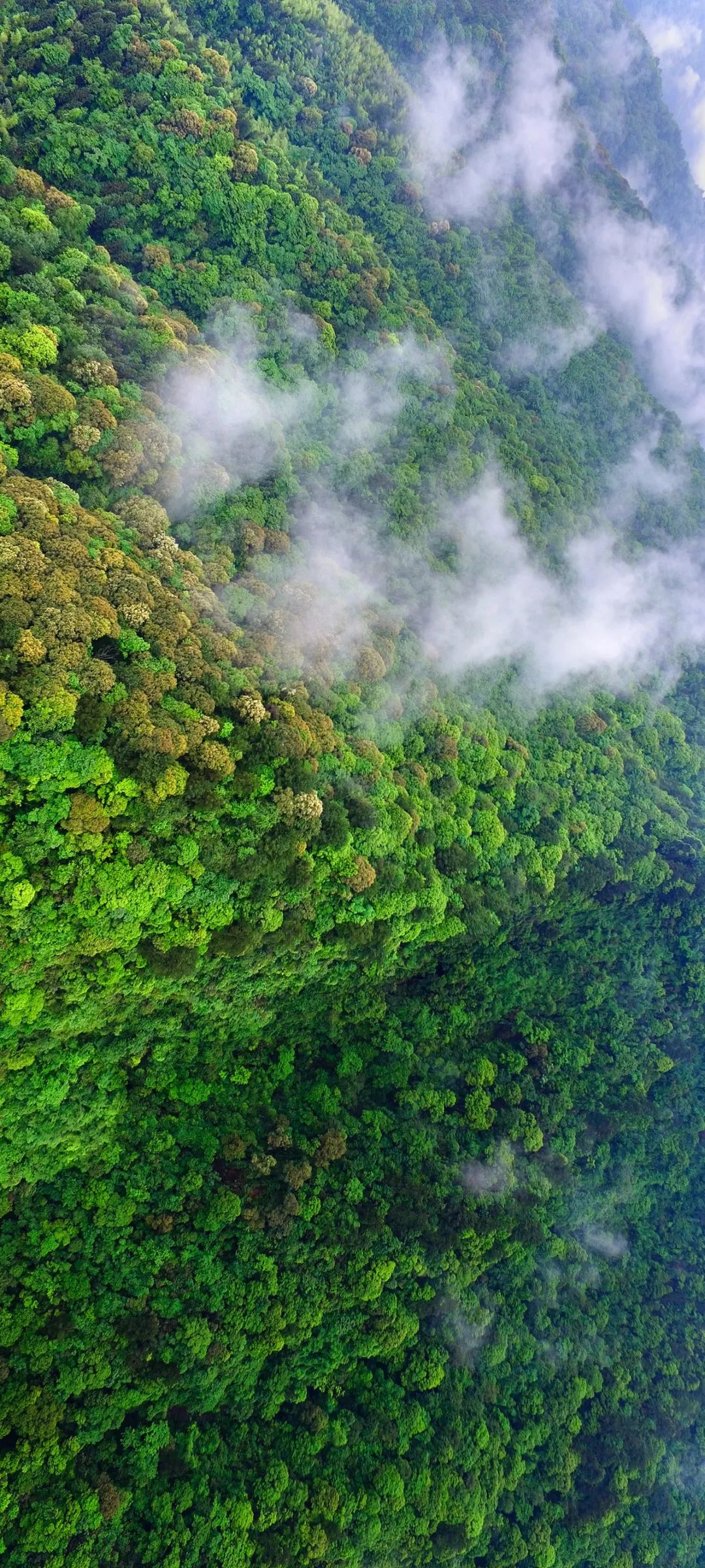 绿色狂想曲,绿色狂想曲三年级
