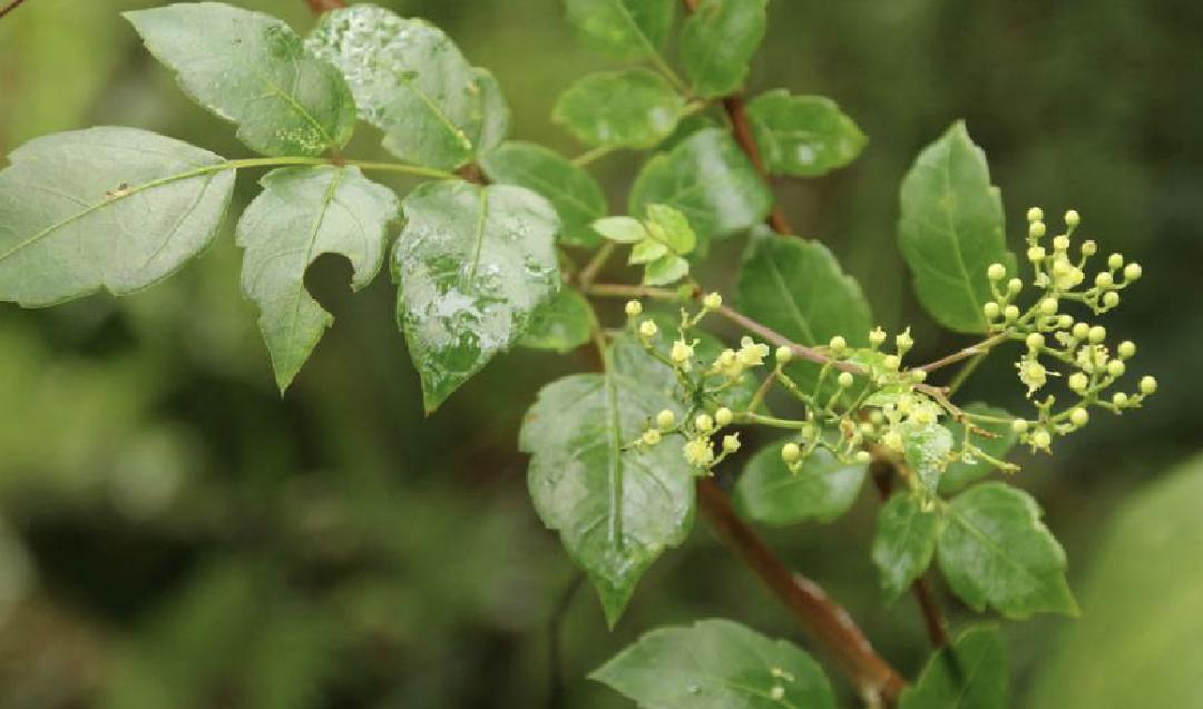 蛇葡萄和莓茶,莓茶与显齿蛇葡萄