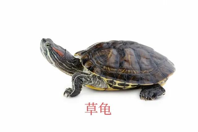 小乌龟宠物龟怎么饲养,宠物龟观赏龟怎么养好