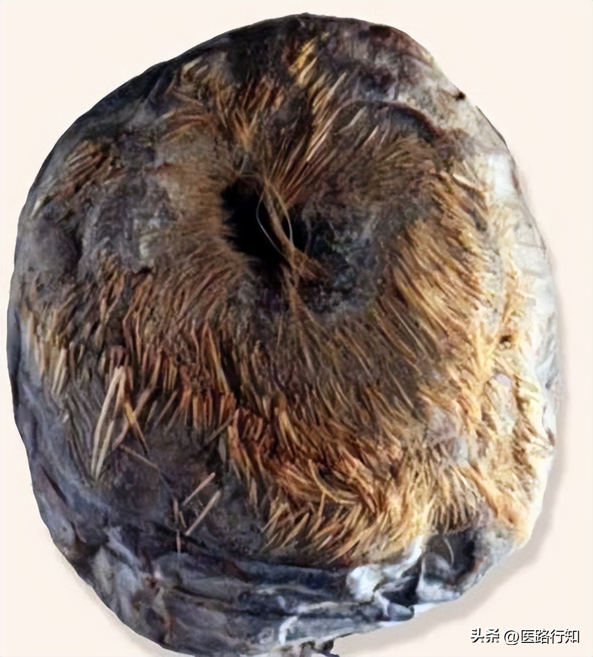 宋金元时期医学发展的历史背景,怎么看宋朝对外贸易