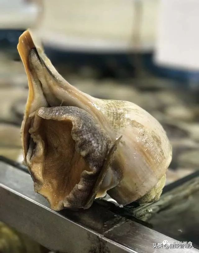 海鲜贝类品种大全及名字,22种海鲜贝类做法大全