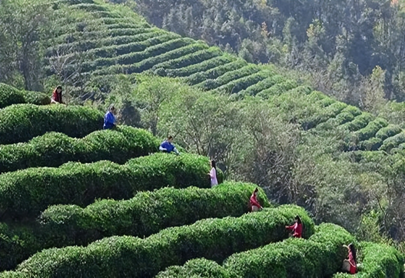 痛心的技术泄密：英国*子骗**从中国偷走两种树苗，中国损失百亿纹银