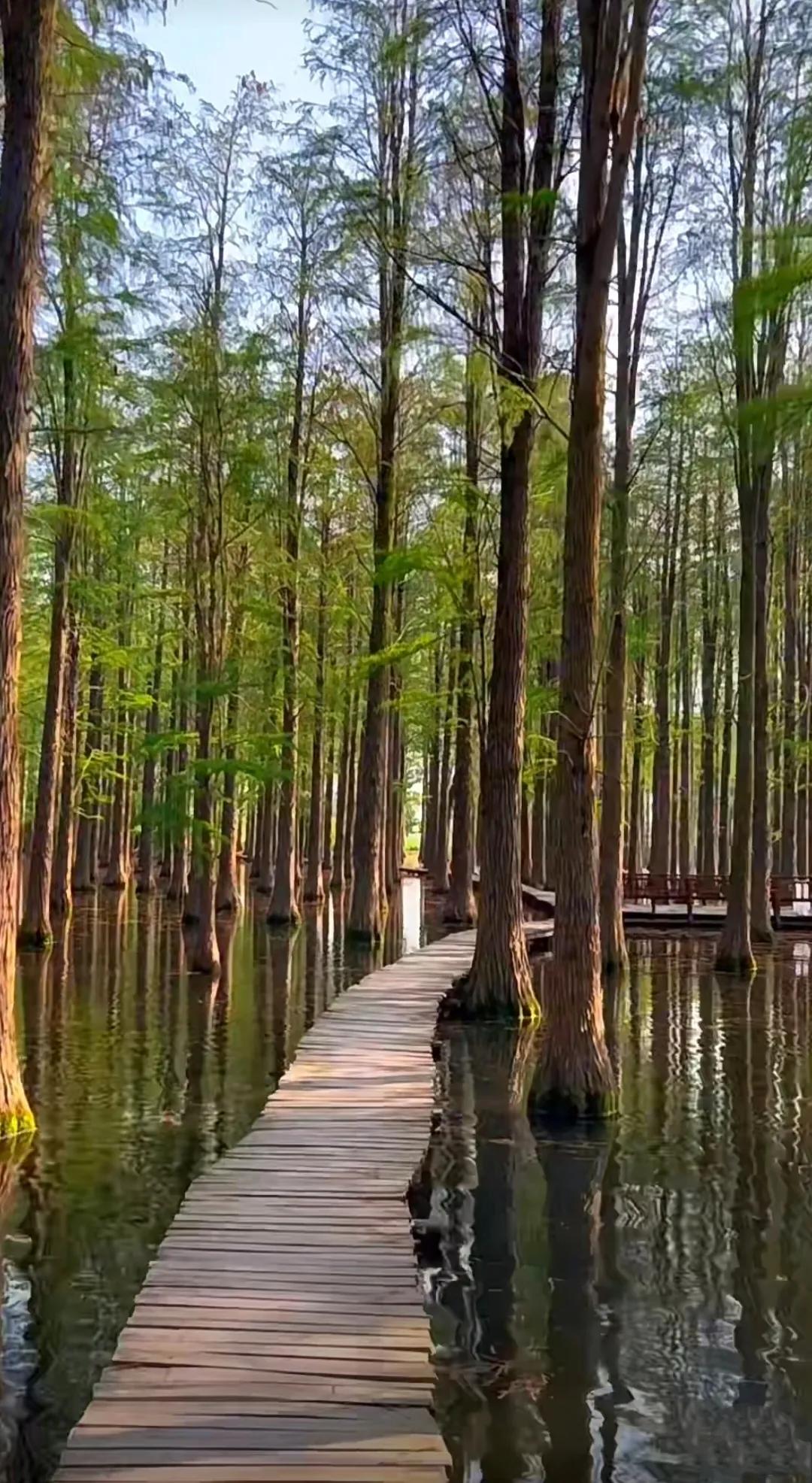 扬州渌洋湖湿地,江苏扬州渌洋湖湿地公园