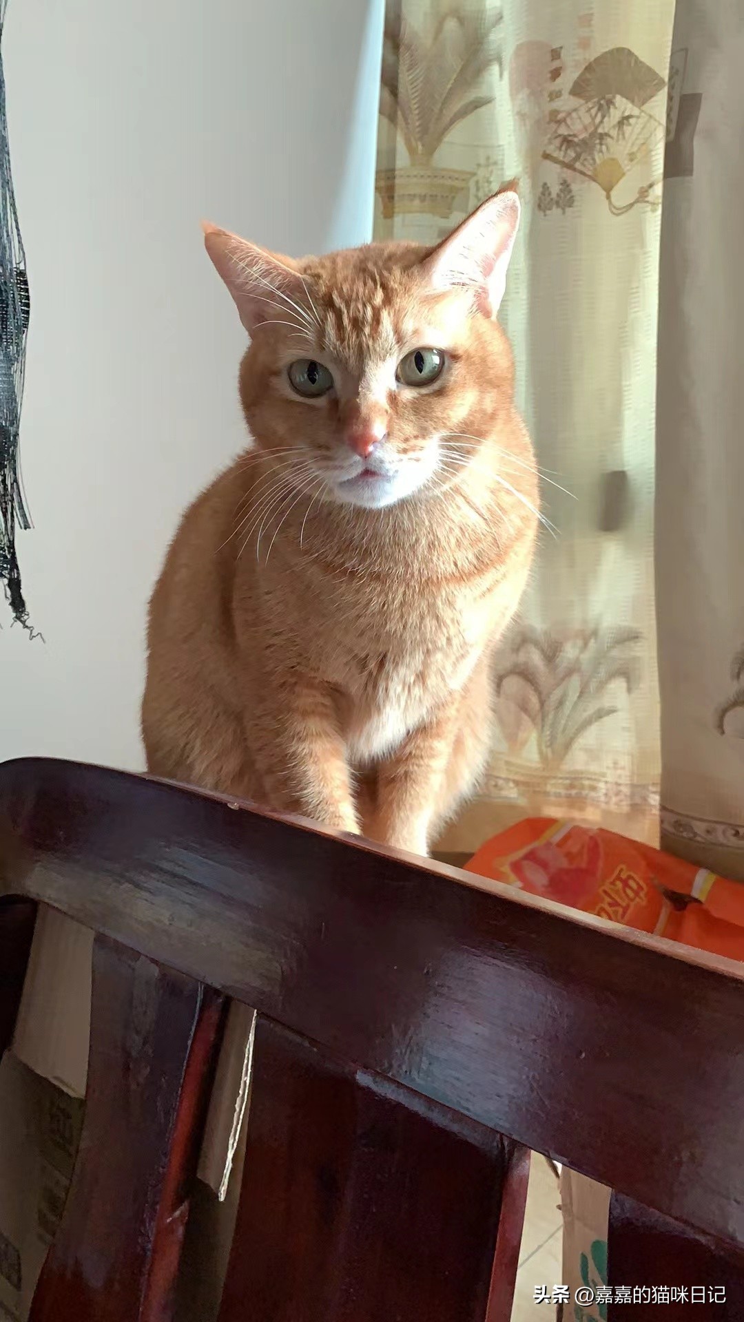 猫咪如果有应激反应需要如何应对，亲身经历