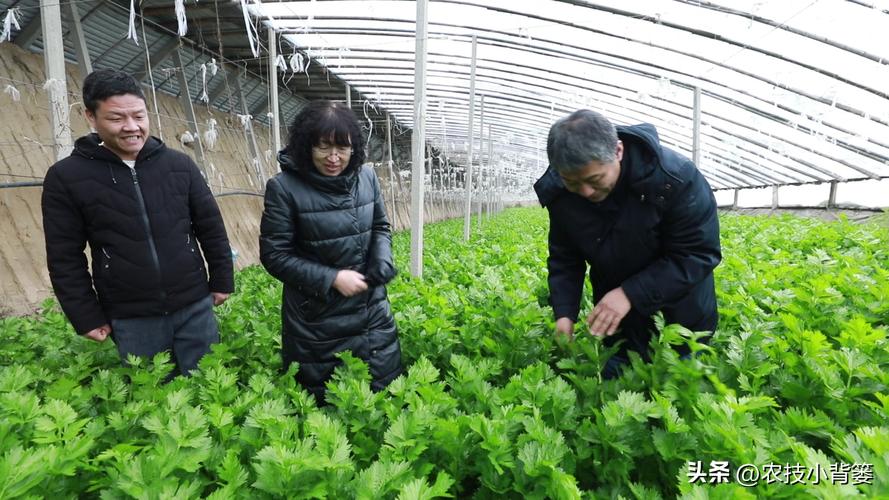 微生物菌肥的正确使用,微生物菌剂与菌肥区别是什么