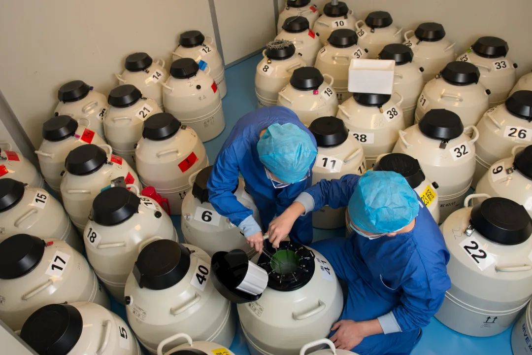 妇幼生殖医学大咖：染色体问题不容忽视第三代试管婴儿技术来帮忙