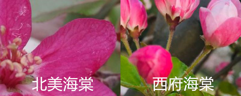 北美海棠与西府海棠的区别,北美海棠与西府海棠区别