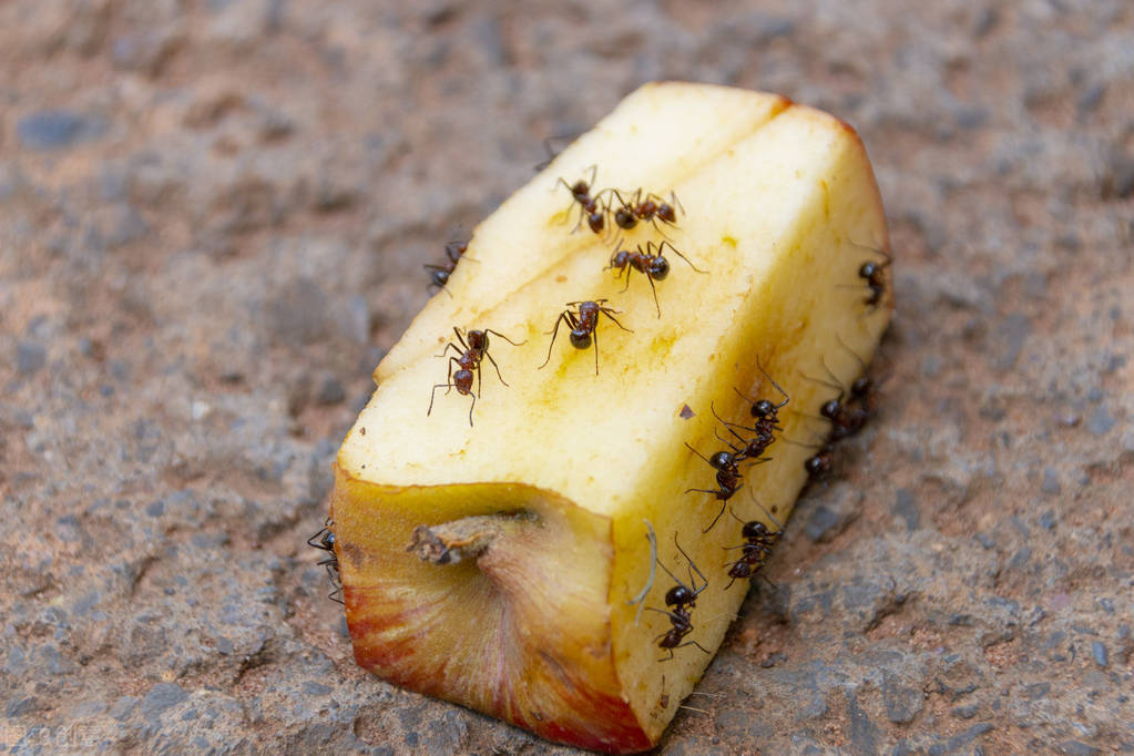 家里有蚂蚁怎么彻底消除肥皂水,家里有蚂蚁教你一招灭光光