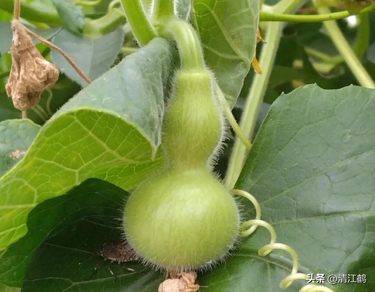 叶面肥增产技巧,叶面喷施肥助生长的配方