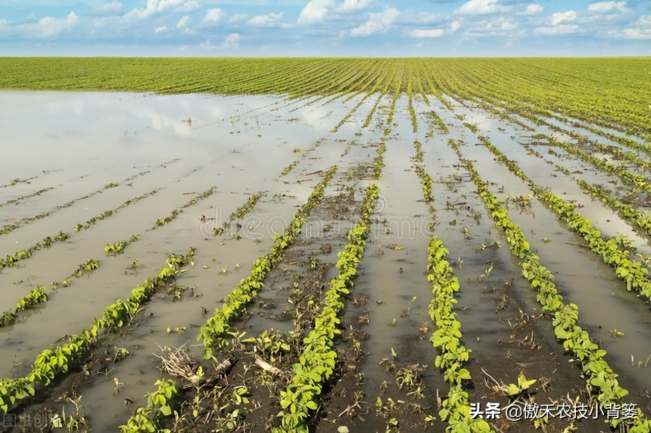 农作物下雨怎么补救,暴雨导致农业被淹的原因