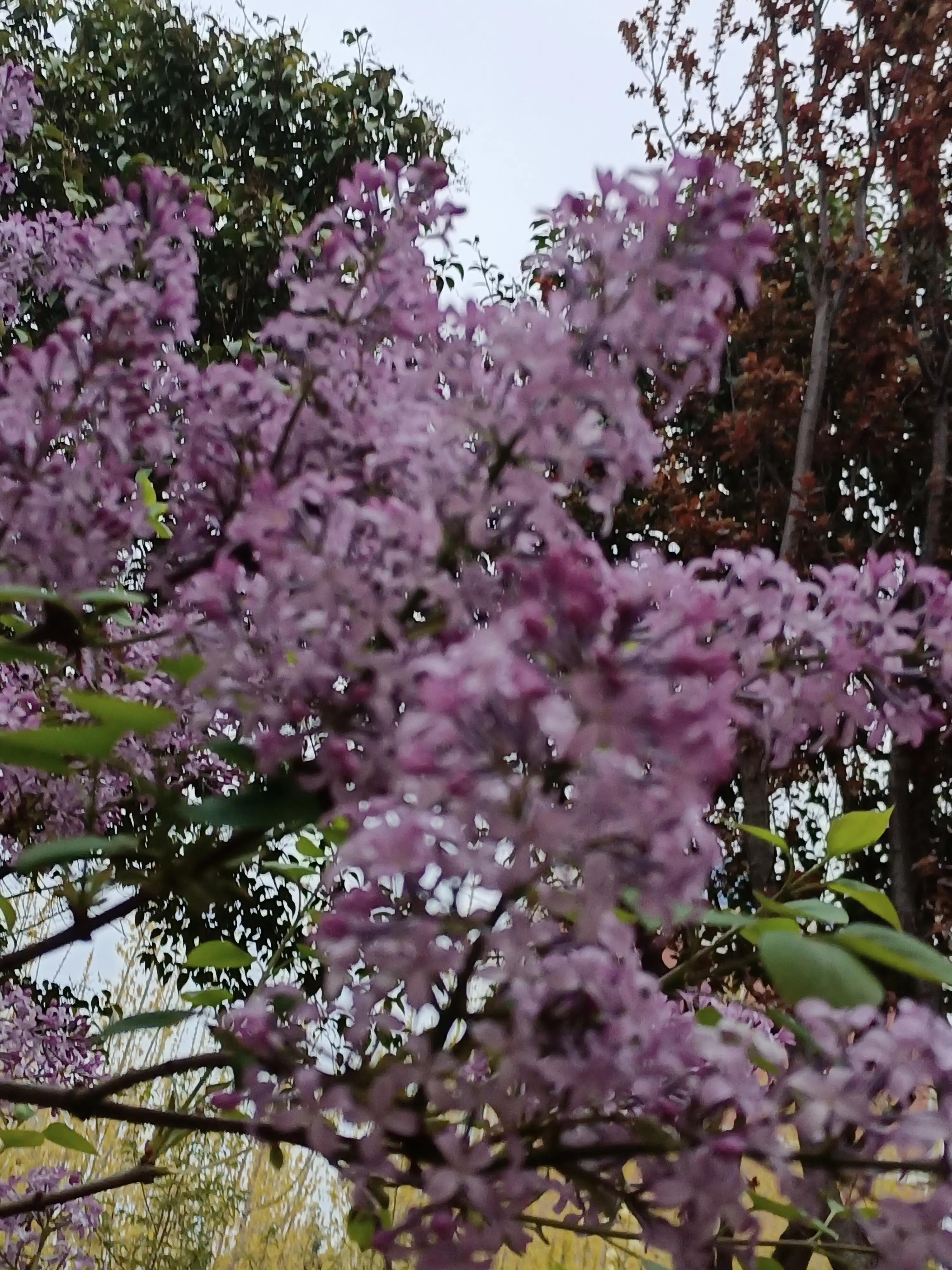 绱犻泤鐨勪竵棣欒姳,椋橀鐨勪竵棣欒姳