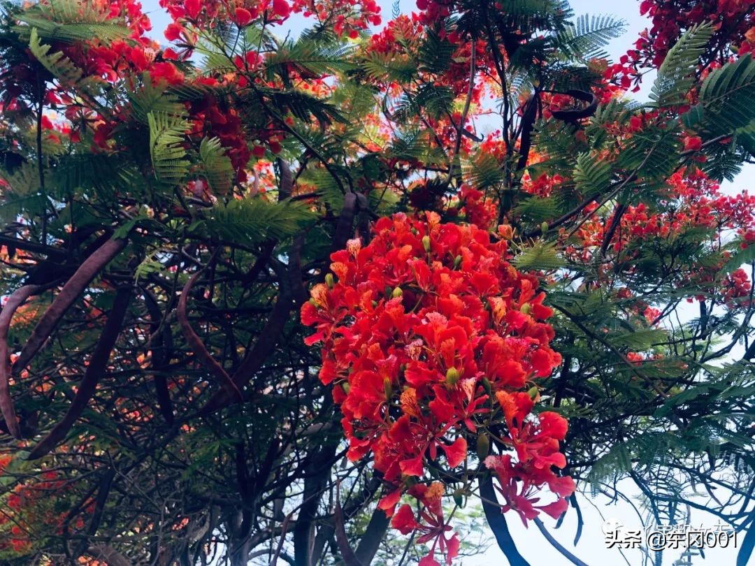 阿联酋容易有传染病吗,阿联酋沙尘暴频繁吗